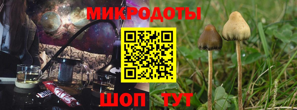 Псилоцибиновые грибы Psilocybe Губкинский
