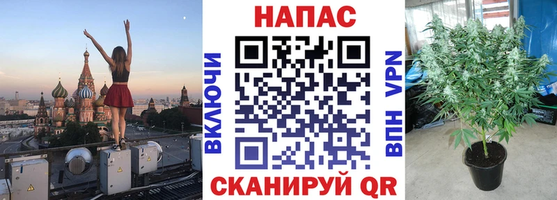 Каннабис семена  Губкинский 